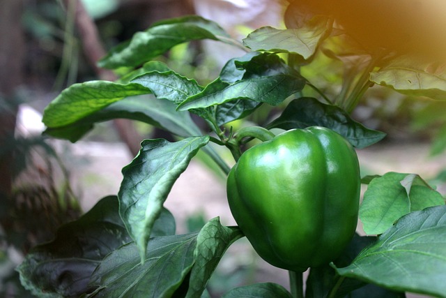 Pimiento verde ecológico