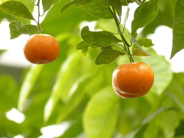 Mandarina ecológica